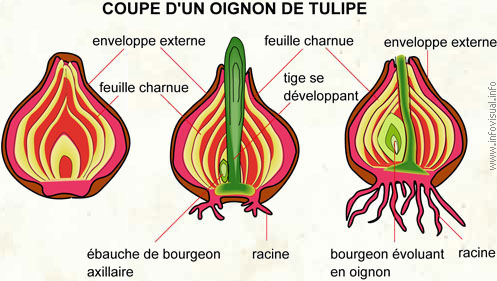 Oignon de tulipe